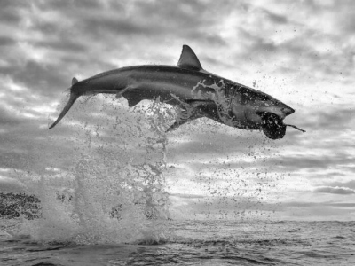 �zӰ��ץ��Ұ������ˇ�g(sh��)��Ƭ ������S��ˮ�沶ʳ